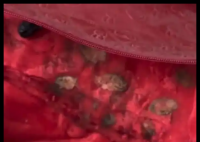 女子結(jié)婚8年才發(fā)現(xiàn)喜被里有紅棗欖子 究竟是怎么回事？