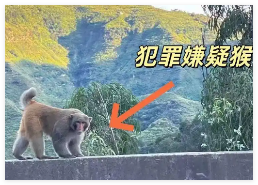 男子路邊停車休息遭野猴入車襲擊 實(shí)在太恐怖了