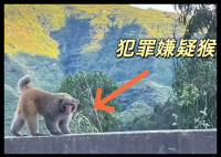 男子路邊停車(chē)休息遭野猴入車(chē)襲擊 實(shí)在太恐怖了