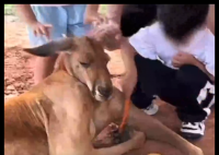 假期動(dòng)物園內(nèi)動(dòng)物已吃出“工傷” 內(nèi)幕實(shí)在讓人驚個(gè)呆