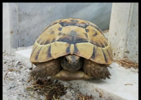 男子撿來(lái)的烏龜養(yǎng)了9年胖到爬不動(dòng) 這也太夸張了吧