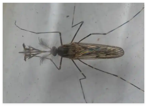 現(xiàn)在只剩南極沒蚊子了 原因竟是這樣太意外了