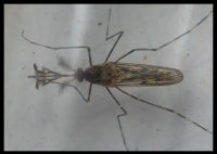 現(xiàn)在只剩南極沒蚊子了 原因竟是這樣太意外了