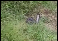 被蛇咬失聯男子友人:他嫌貴沒打血清 內幕曝光簡直太意外了