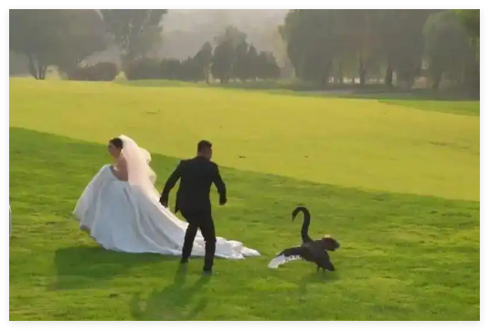 新人拍婚紗照遭遇“黑天鵝搶新娘” 內(nèi)幕實(shí)在讓人驚個(gè)呆