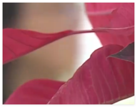 女子想為亡夫再生一個孩子遭拒 內(nèi)幕曝光簡直太意外了