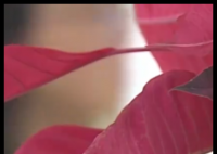 女子想為亡夫再生一個(gè)孩子遭拒 原因竟是這樣太無奈了