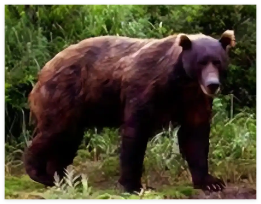 日本熊災(zāi)現(xiàn)場(chǎng)有明顯吃人痕跡 事件始末2025最新消息