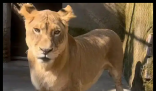 動(dòng)物園獅子因腿短走紅 被叫“柯基” 背后真相實(shí)在讓人驚愕