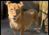 動物園獅子因腿短走紅 被叫“柯基” 背后真相實在讓人驚愕