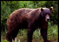 日本熊災(zāi)現(xiàn)場有明顯吃人痕跡 事件始末2025最新消息