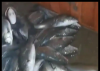 水產(chǎn)市場“麻醉魚”調(diào)查 事件始末2025最新消息