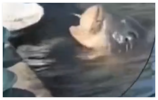 大哥正釣魚(yú) 30斤大魚(yú)游過(guò)來(lái)要吃的 究竟是怎么回事？