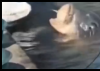 大哥正釣魚(yú) 30斤大魚(yú)游過(guò)來(lái)要吃的 究竟是怎么回事？