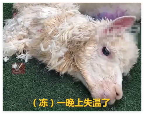 羊駝送洗后因毛發(fā)未吹干致失溫死亡 內(nèi)幕曝光簡(jiǎn)直太意外了