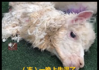 羊駝送洗后因毛發(fā)未吹干致失溫死亡 內(nèi)幕曝光簡直太意外了