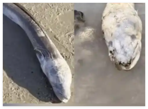 英國海邊出現(xiàn)巨型“海怪” 究竟是怎么回事？