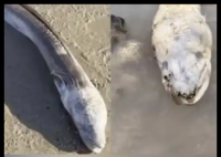 英國海邊出現(xiàn)巨型“海怪” 究竟是怎么回事？