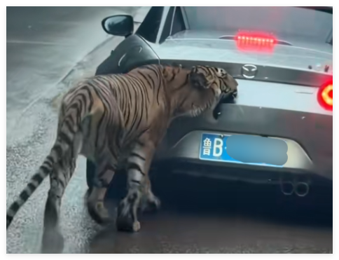 女子自駕進(jìn)猛獸區(qū)被老虎咬掉車漆 真相簡(jiǎn)直太意外了