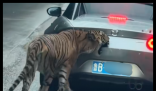 女子自駕進(jìn)猛獸區(qū)被老虎咬掉車漆 內(nèi)幕實(shí)在讓人驚個呆